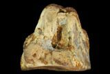 Ceratopsian Dinosaur Tooth - Judith River Formation #128522-1